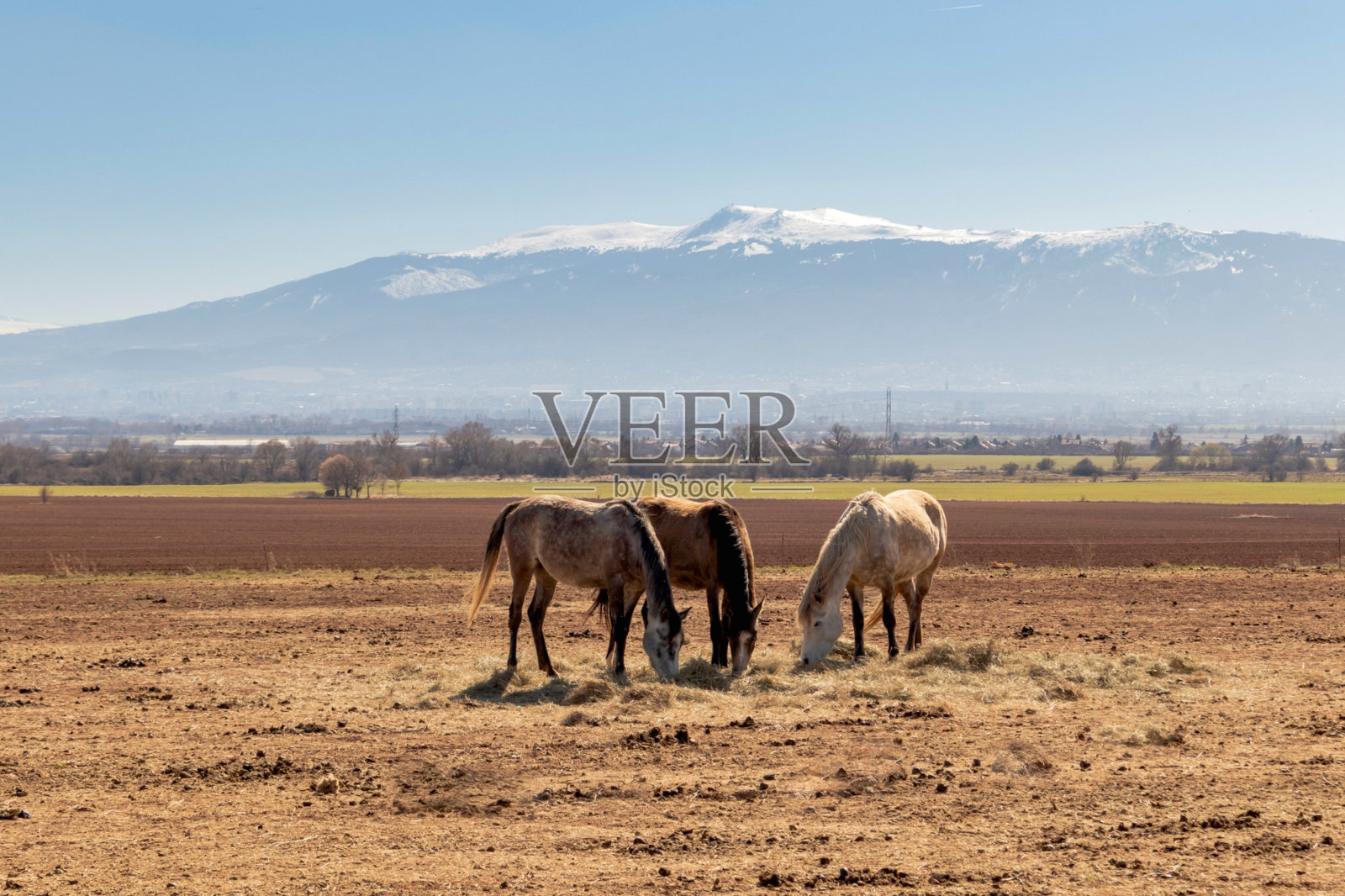 郊野景观及马匹照片摄影图片