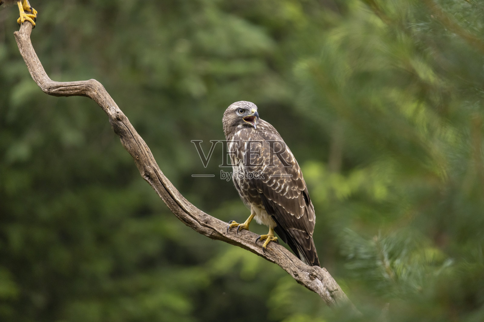 卑鄙的小人,Buteo Buteo。猛禽照片摄影图片