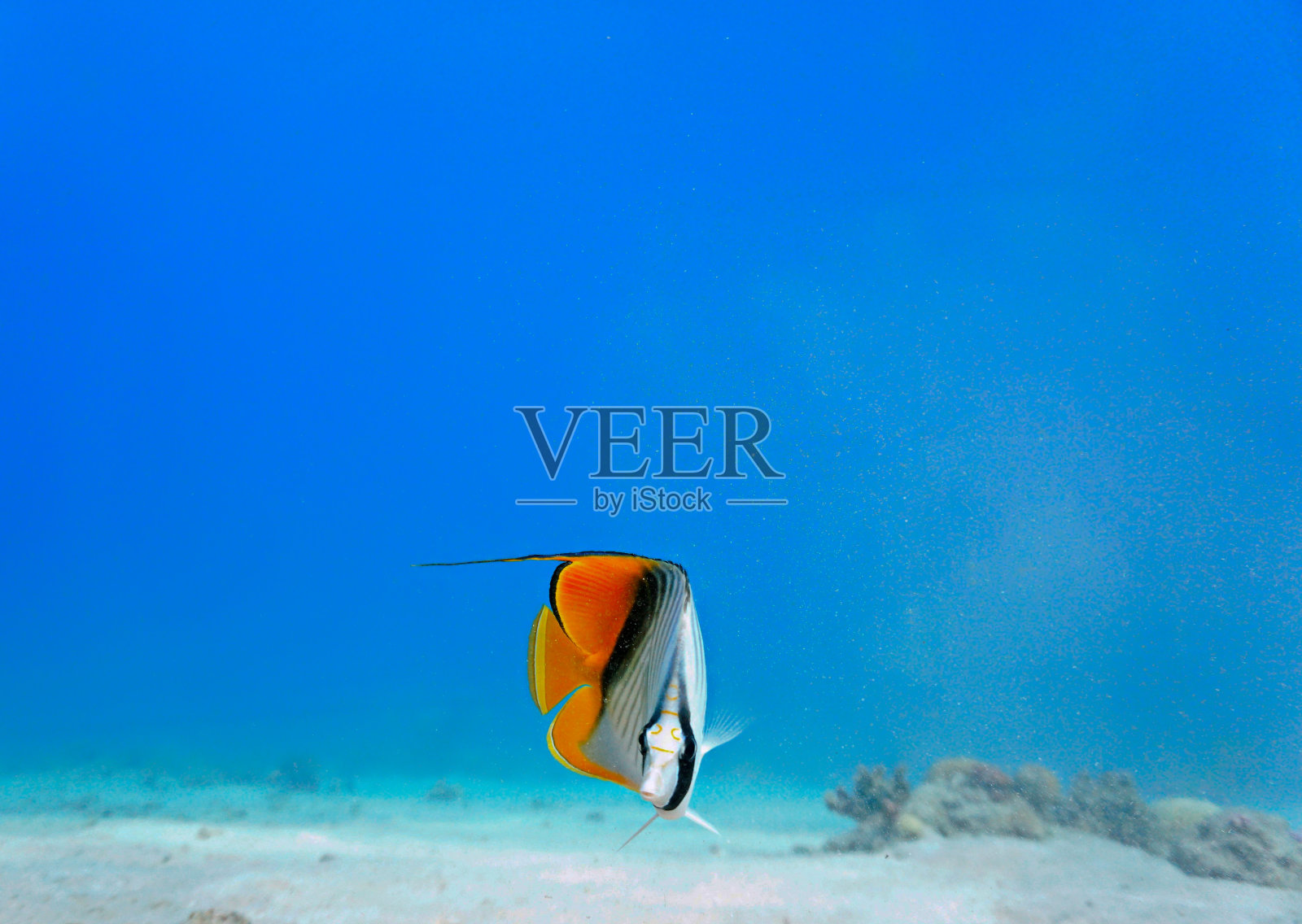 美丽的蝴蝶鱼照片摄影图片