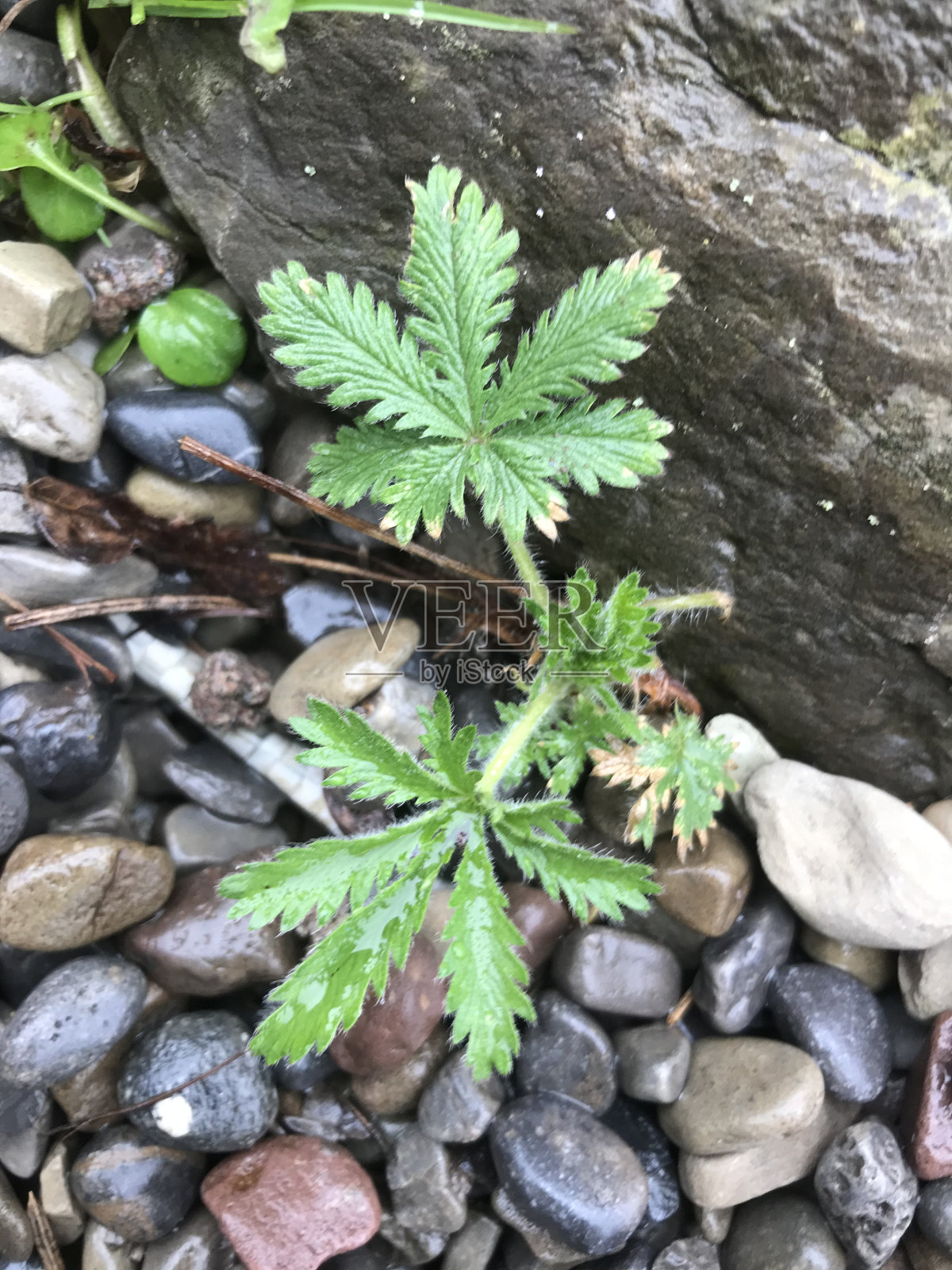 杂草在砾石照片摄影图片