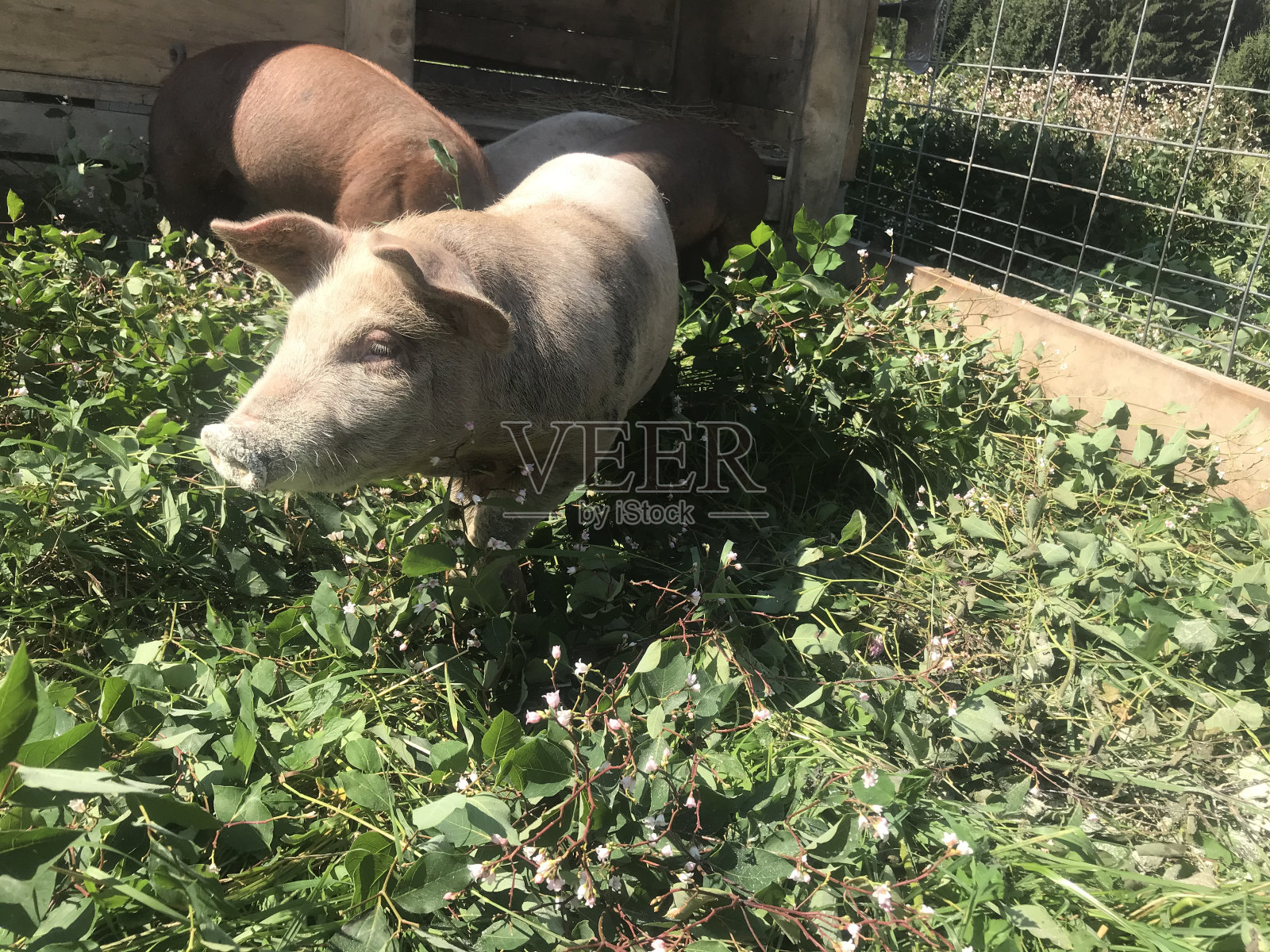 猪在牧场照片摄影图片