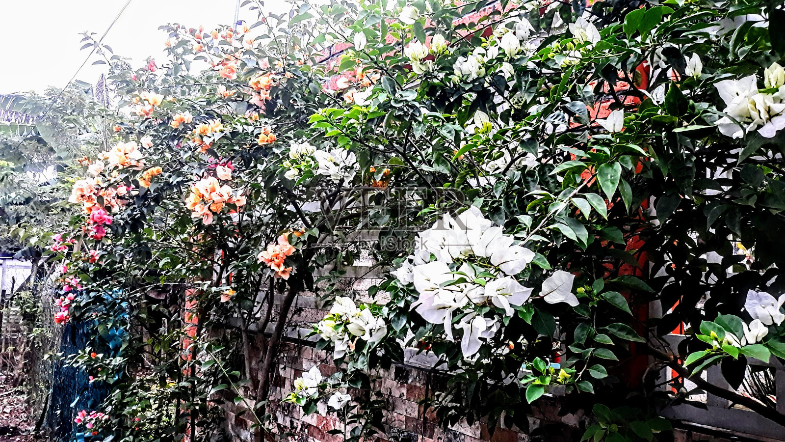 甜蜜的花园照片摄影图片