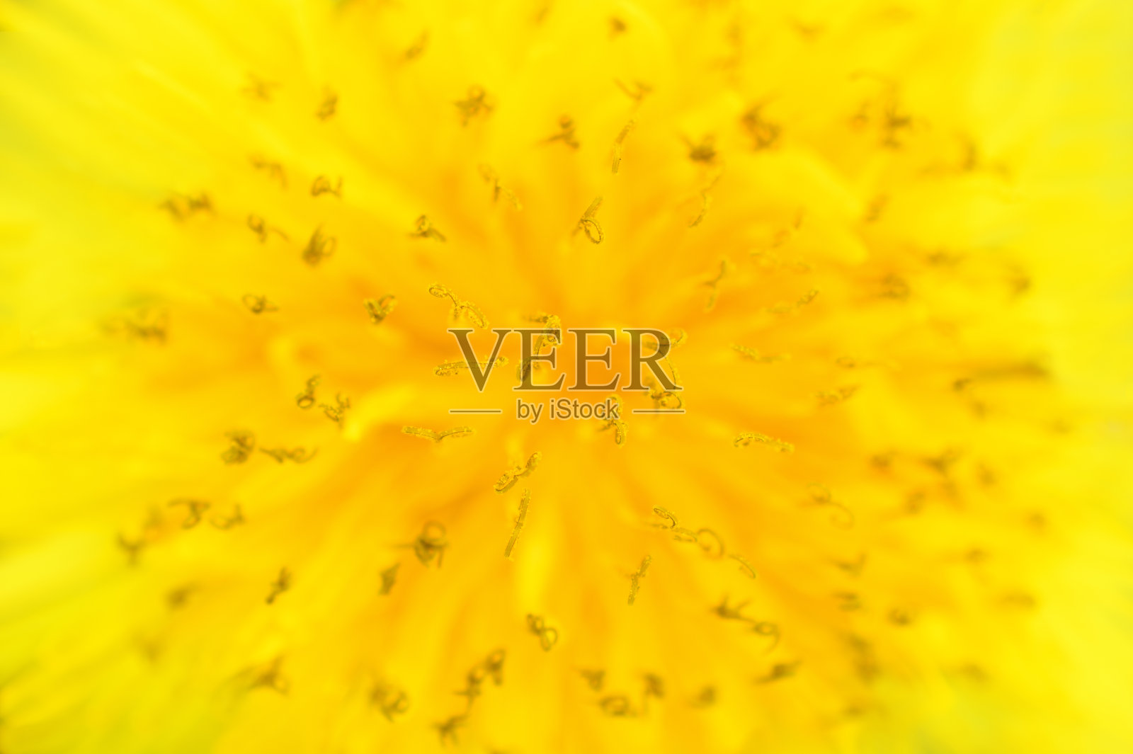 黄色蒲公英的特写。春天的花的背景。柔焦微距摄影照片摄影图片