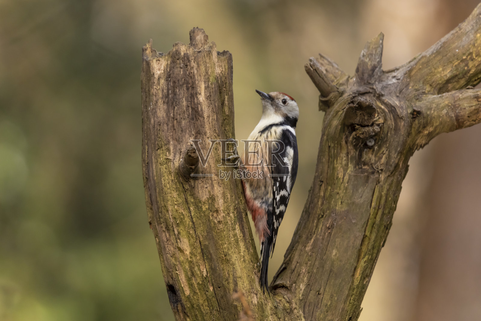 中斑啄木鸟照片摄影图片