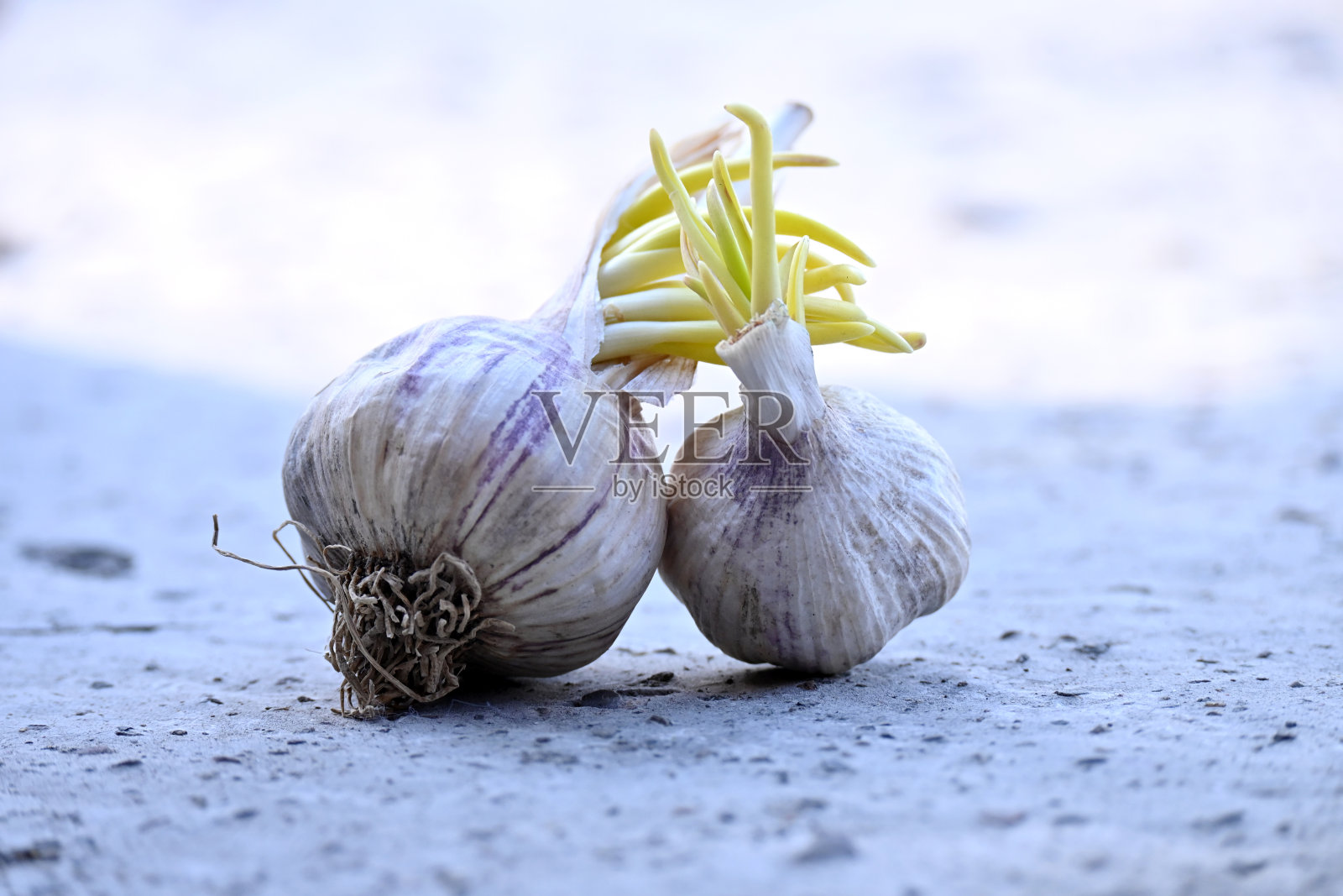 特写一对白色紫色的大蒜土堆在焦点灰色棕色的背景上。照片摄影图片