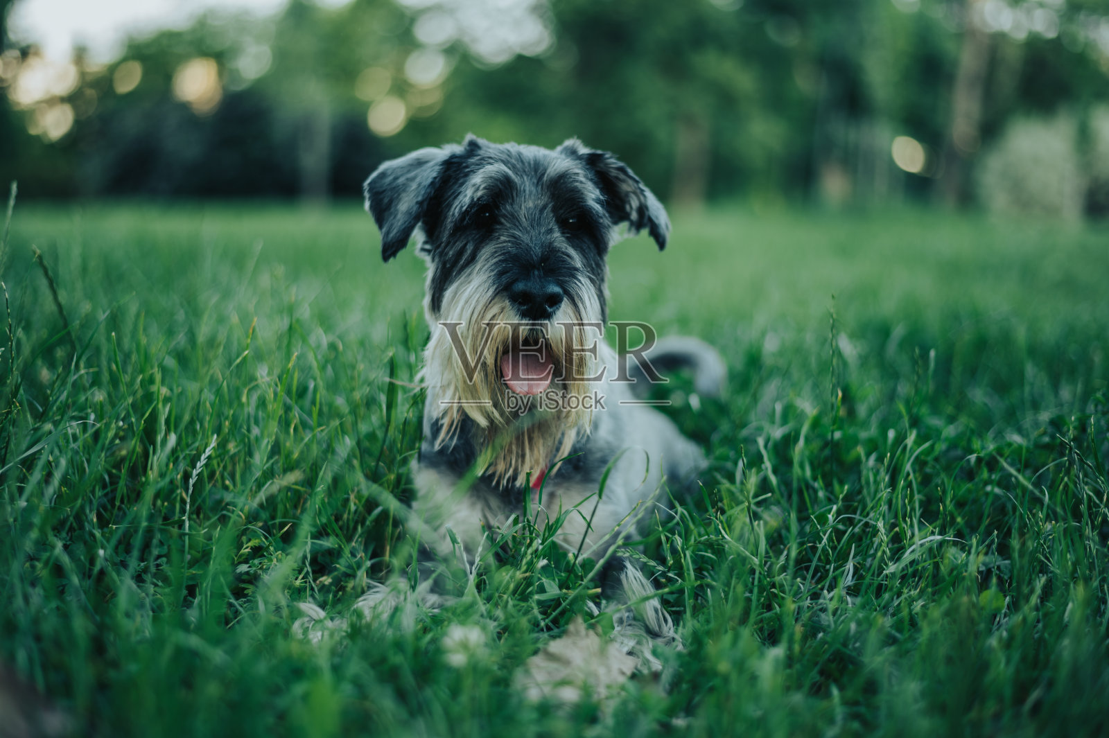 美丽的狗在狗公园玩和有乐趣照片摄影图片