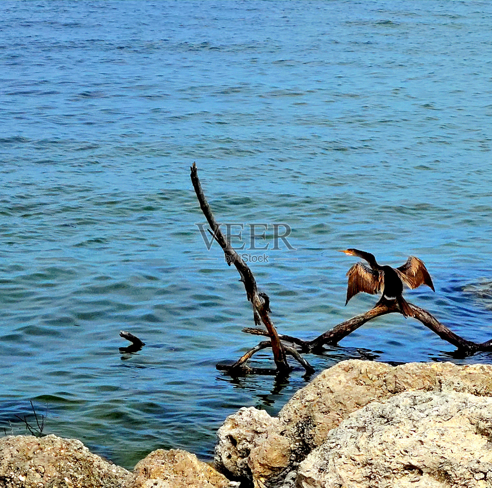 坦帕湾的鸬鹚照片摄影图片