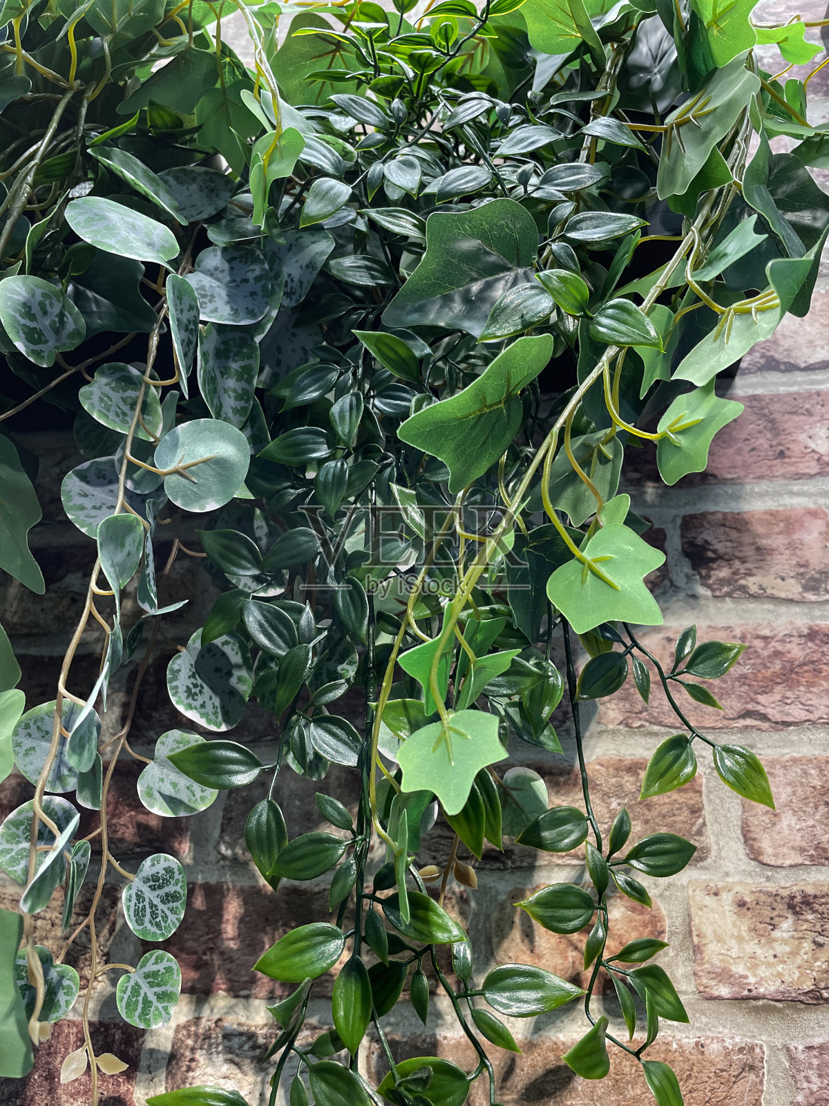 现代的,人工的,拖着室内盆栽植物的特写图像,长长的塑料茎和绿叶,假桉树瀑布,Tradescantia ' green Hill'徘徊的犹太挂在砖墙上,现代的室内设计照片摄影图片