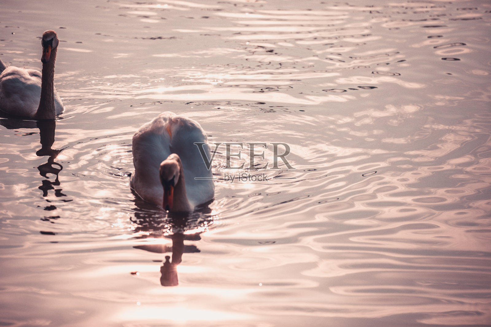 两只白天鹅在水面上。美丽的鸟在河上游泳。湖中的天鹅。特写、湿鸟。自然栖息地。作为爱和忠诚的象征照片摄影图片