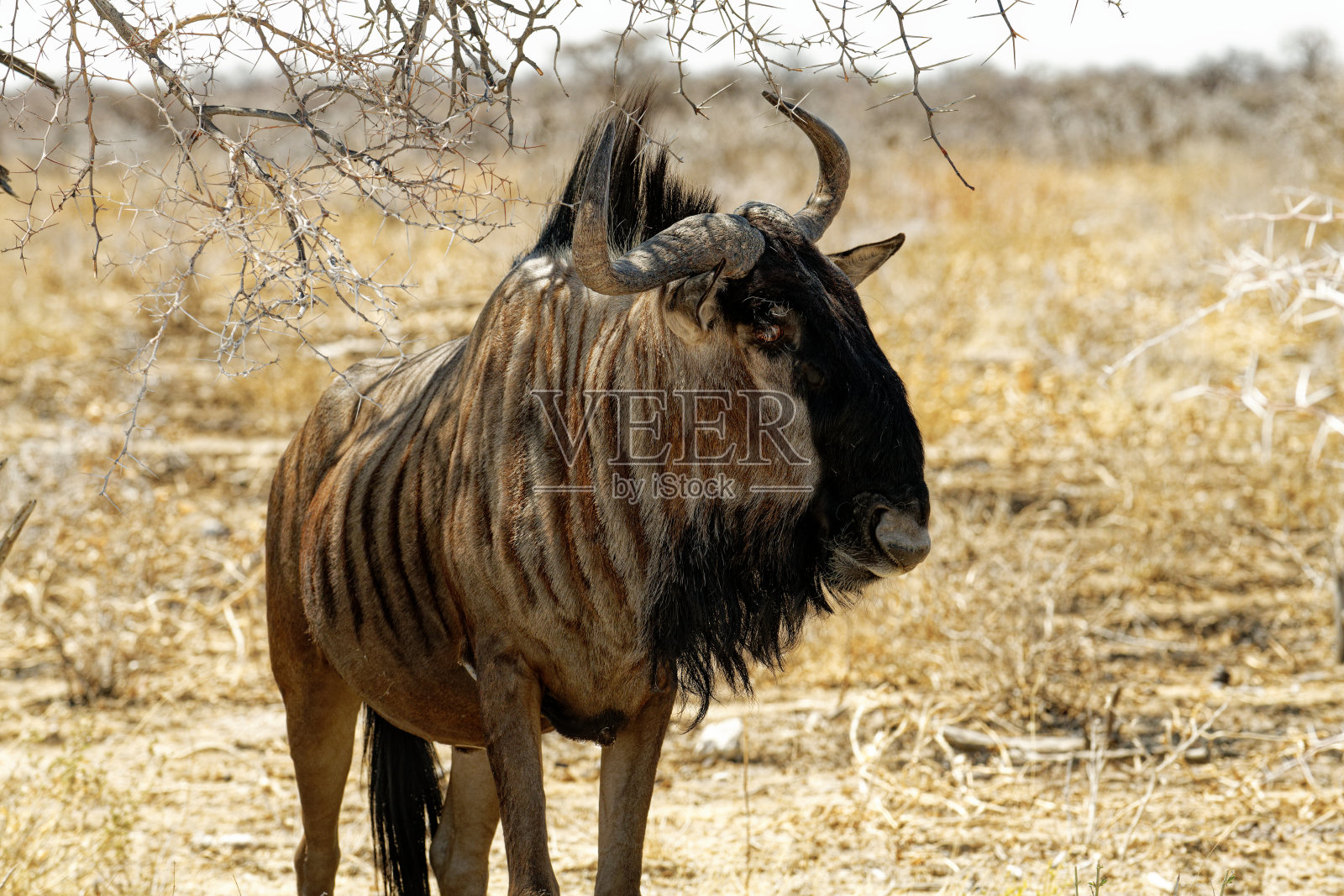 黑色角马——牛羚照片摄影图片