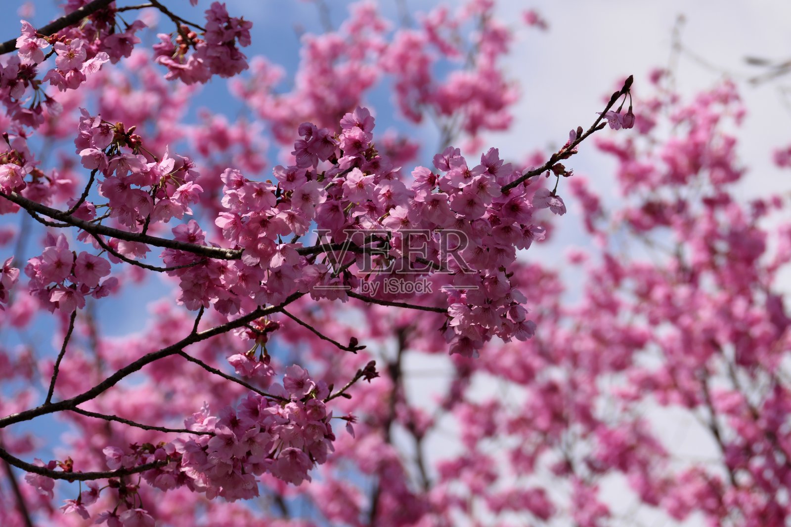 粉红色的樱花盛开照片摄影图片