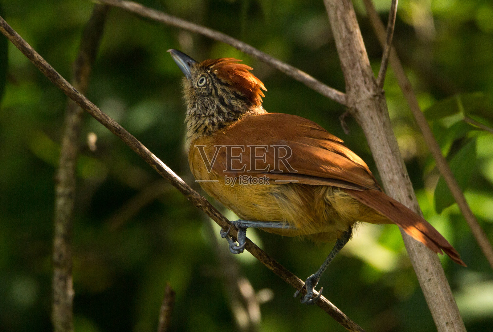 禁止Antshrike女照片摄影图片