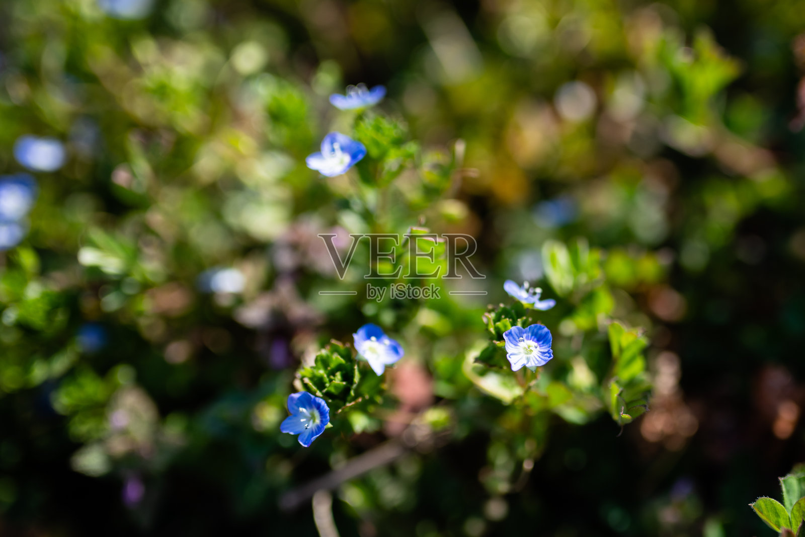 天然生长的波斯speedwell照片摄影图片
