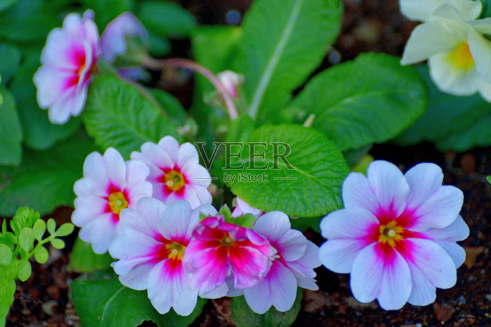 报春花/报春花:鲜艳多彩的花朵照片摄影图片