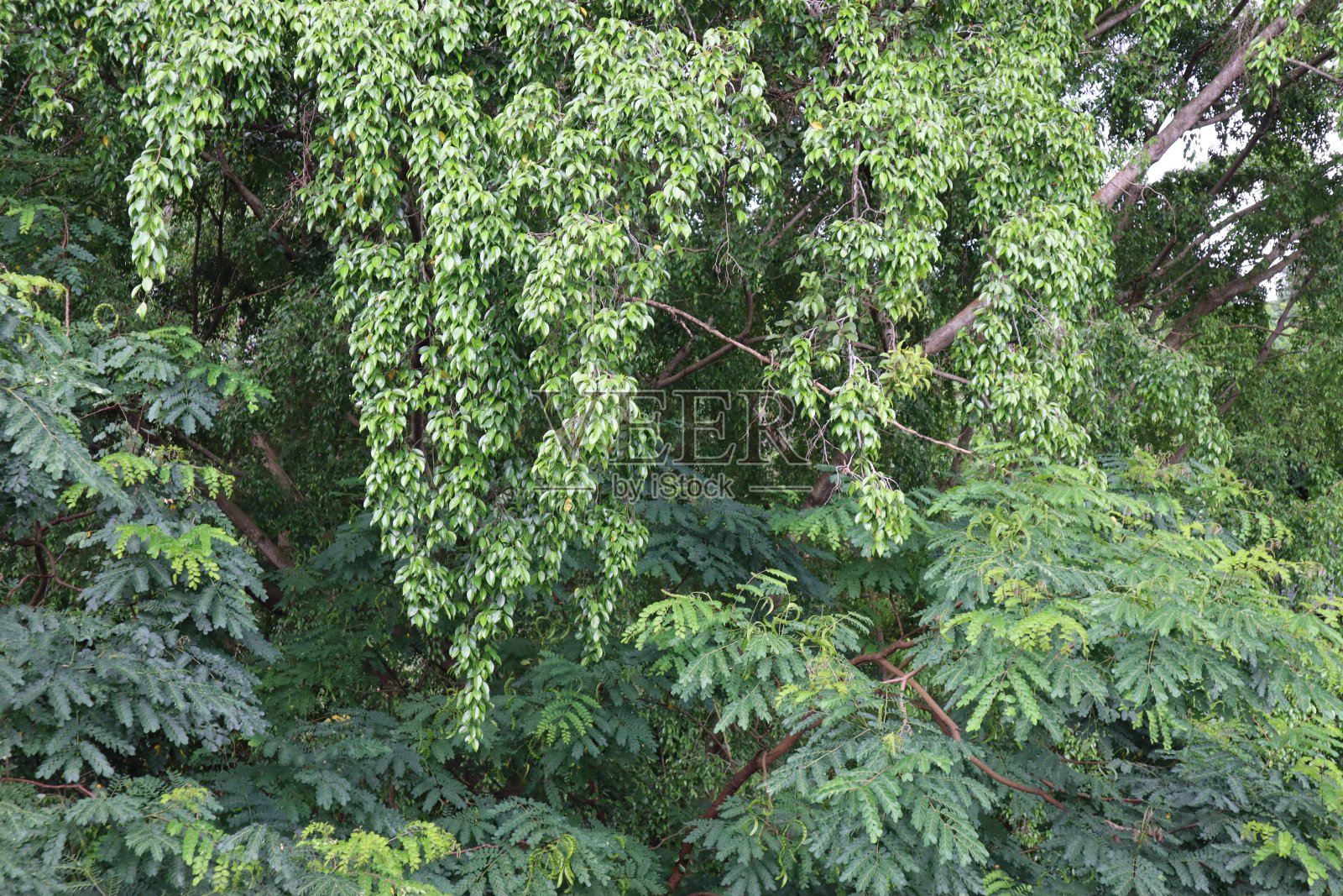 迷人的树叶照片摄影图片