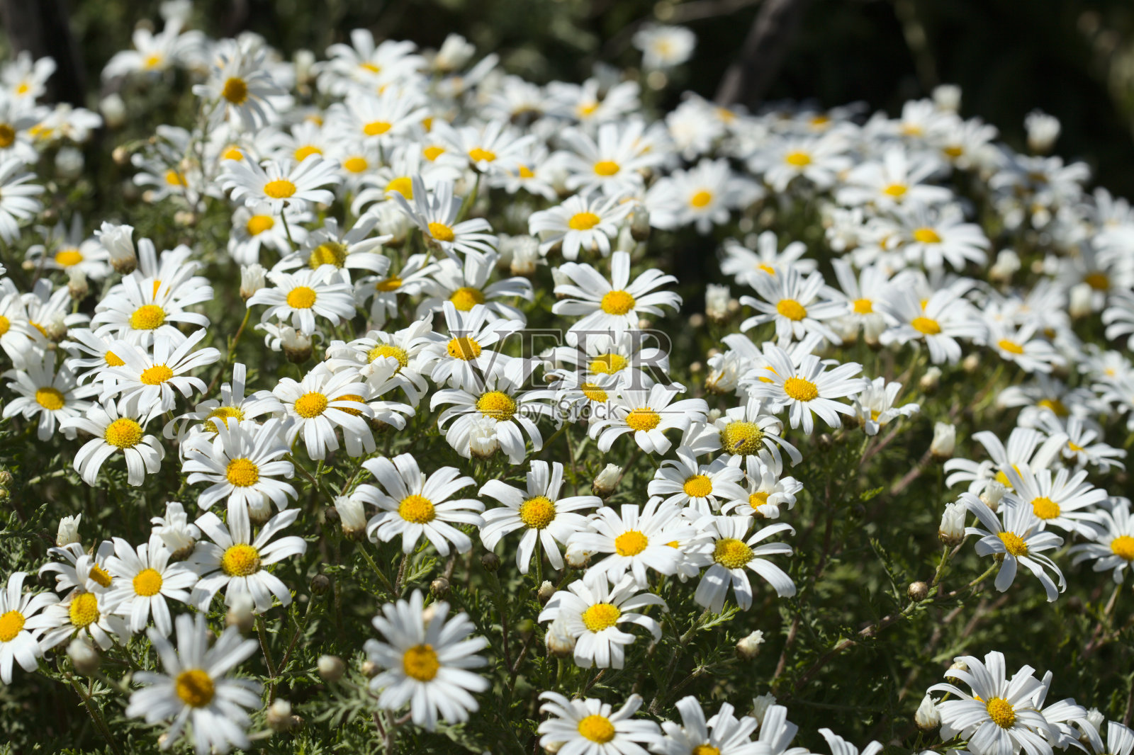 大加那利岛植物群 - 阿吉兰特姆,玛格丽特雏菊照片摄影图片