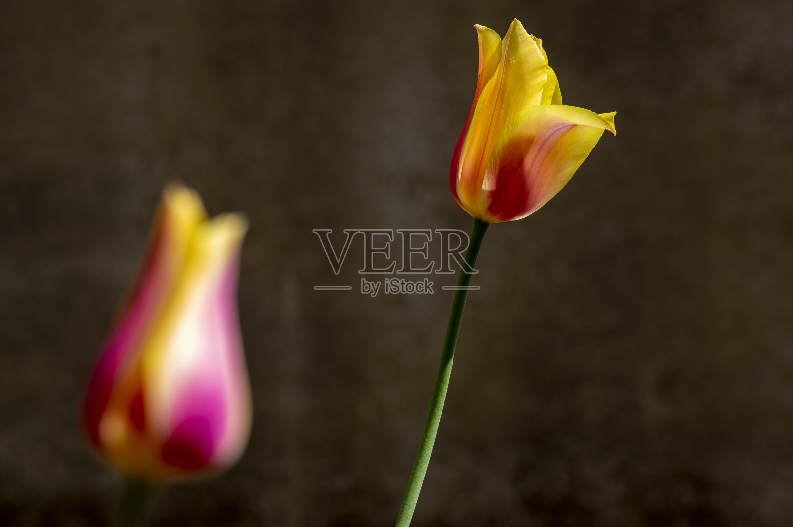 亮粉黄色的百合花郁金香长夫人,观赏园林中的春季开花植物照片摄影图片