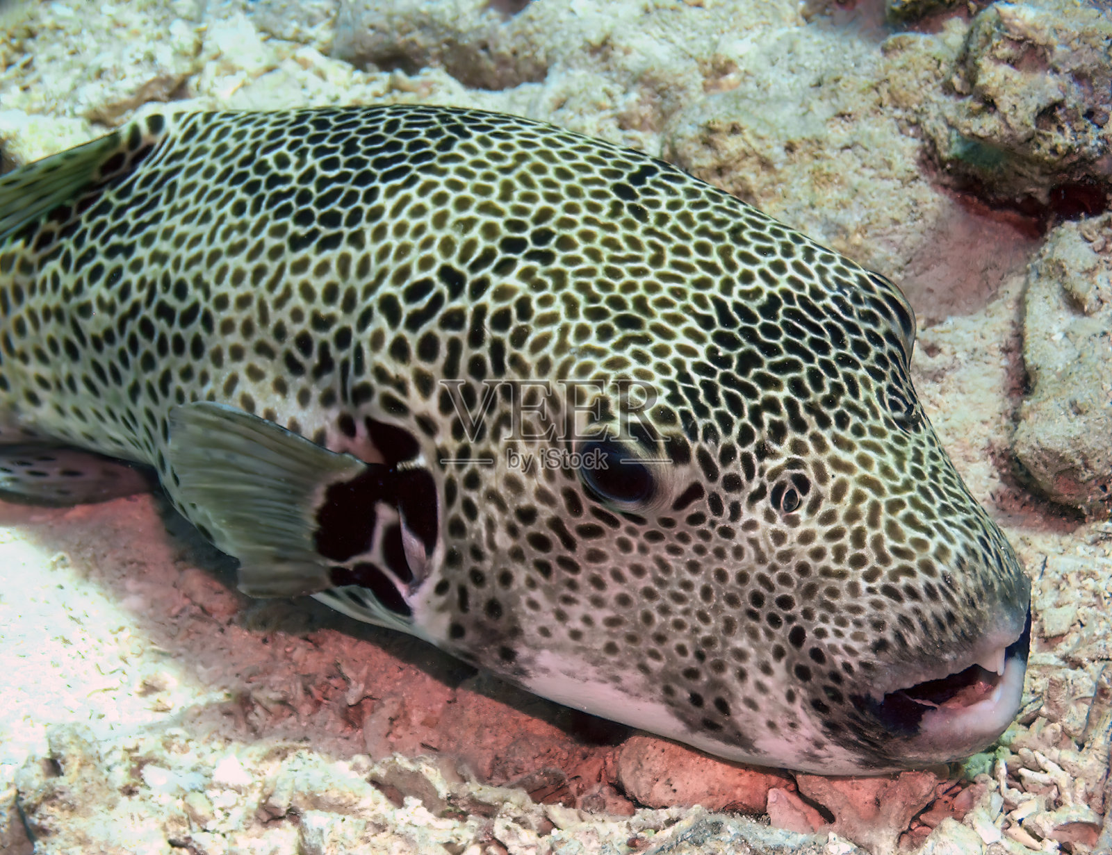 埃及红海的星斑河豚照片摄影图片