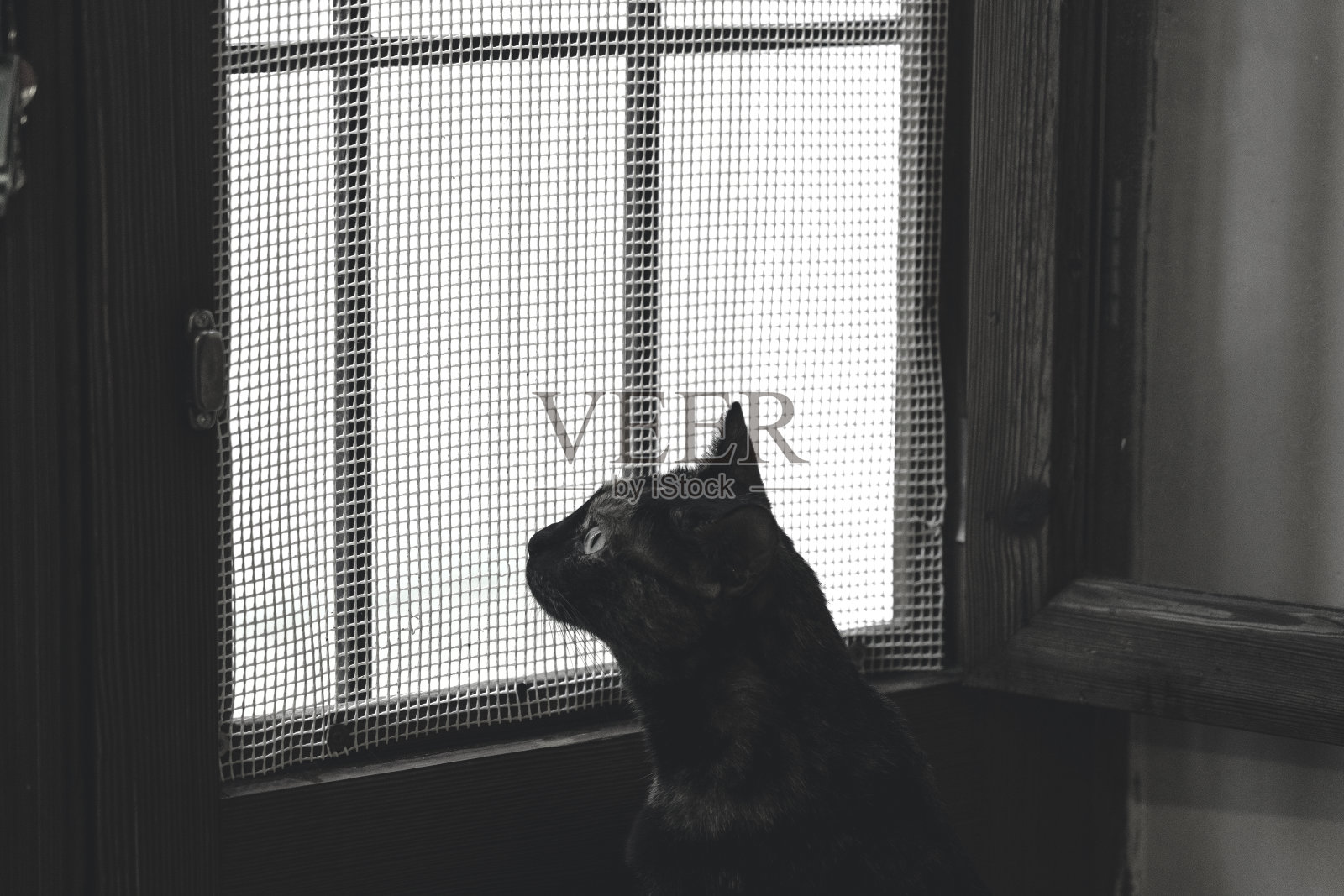 动物照片摄影图片