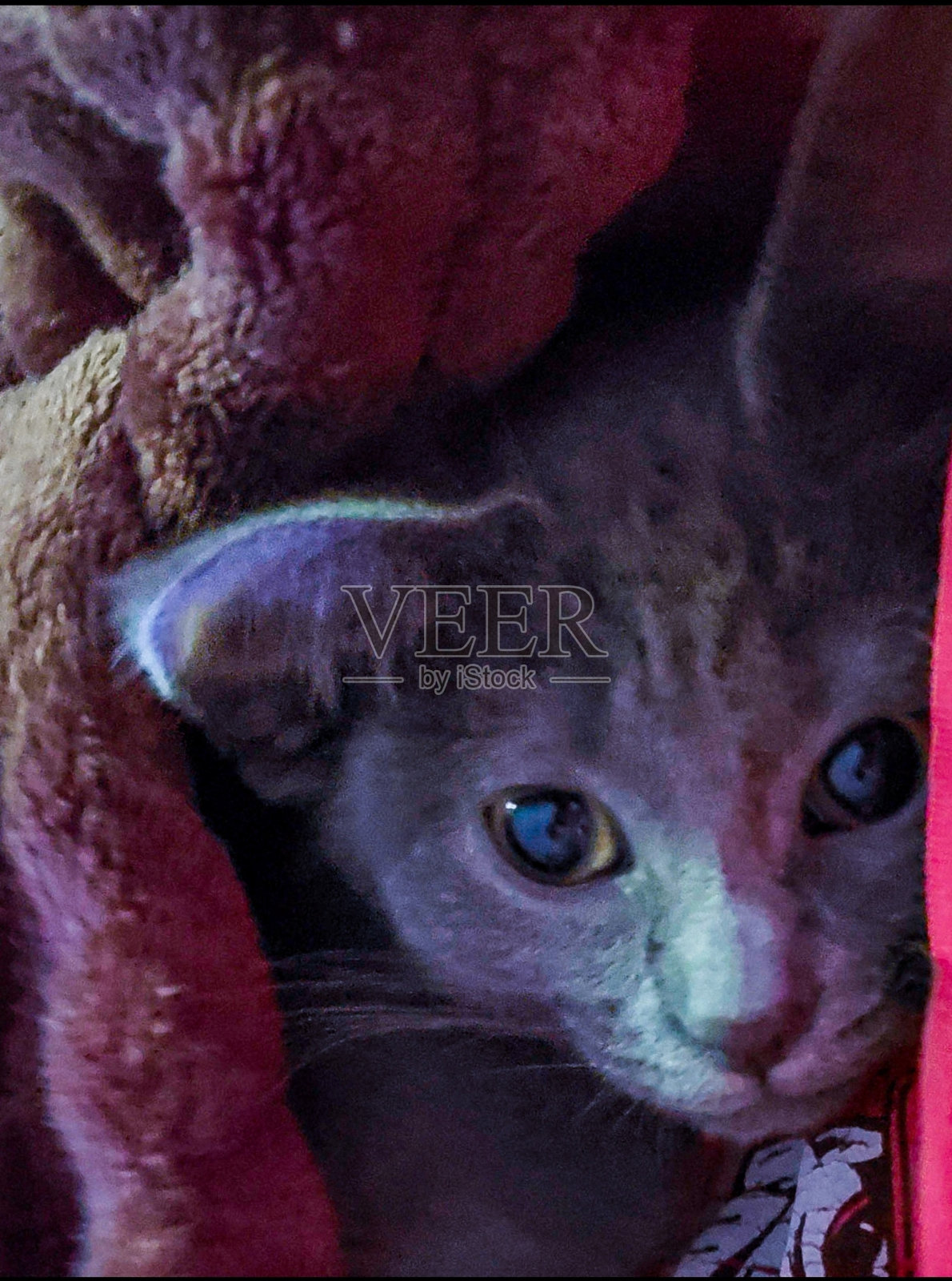 灰色的小猫照片摄影图片