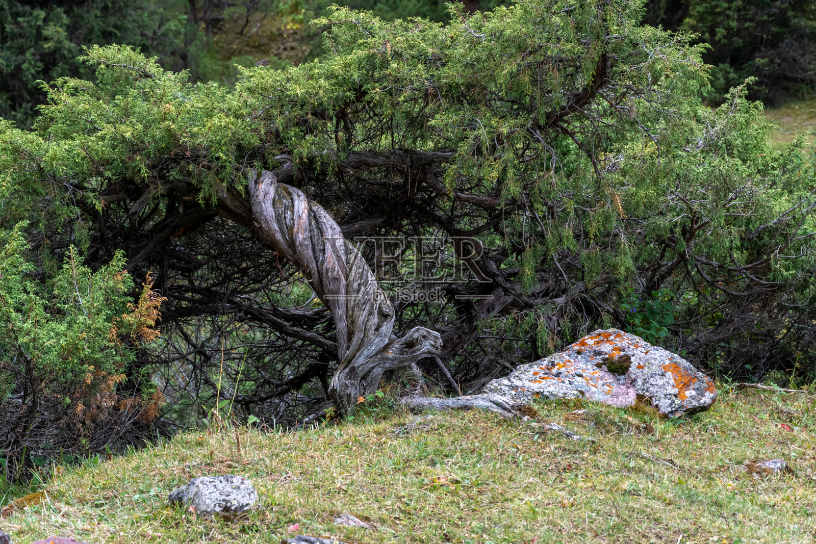 洛基山脉。湛蓝的天空衬托着山河照片摄影图片
