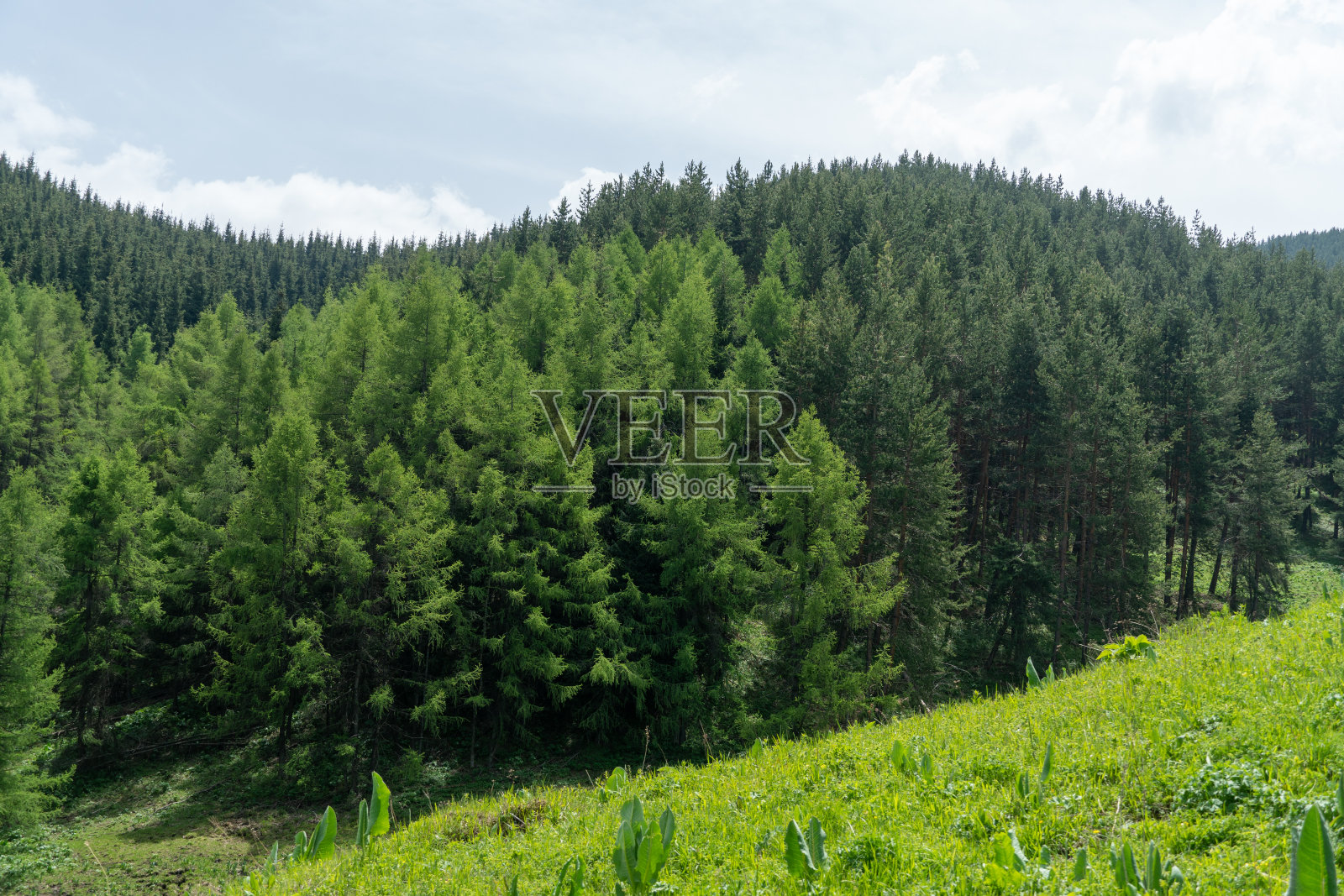 山脚下山谷里一望无际的大草原。俯瞰青山。山上,绿树成荫照片摄影图片