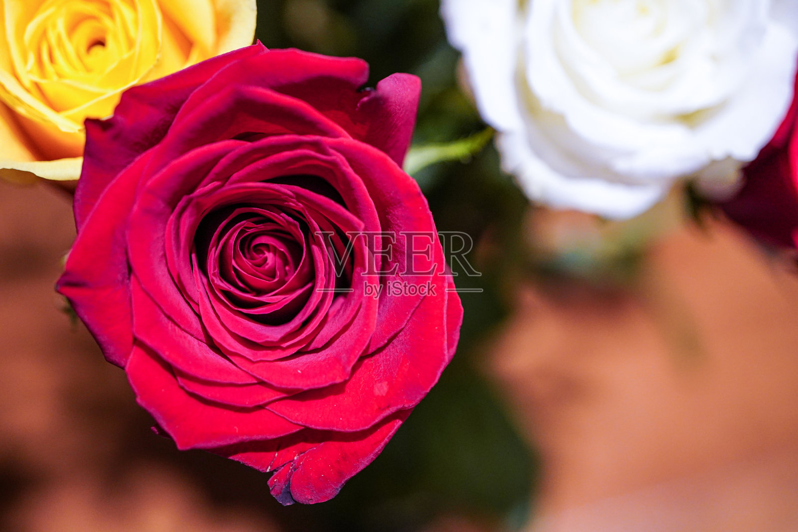 玫瑰花束,品种,特写镜头照片摄影图片