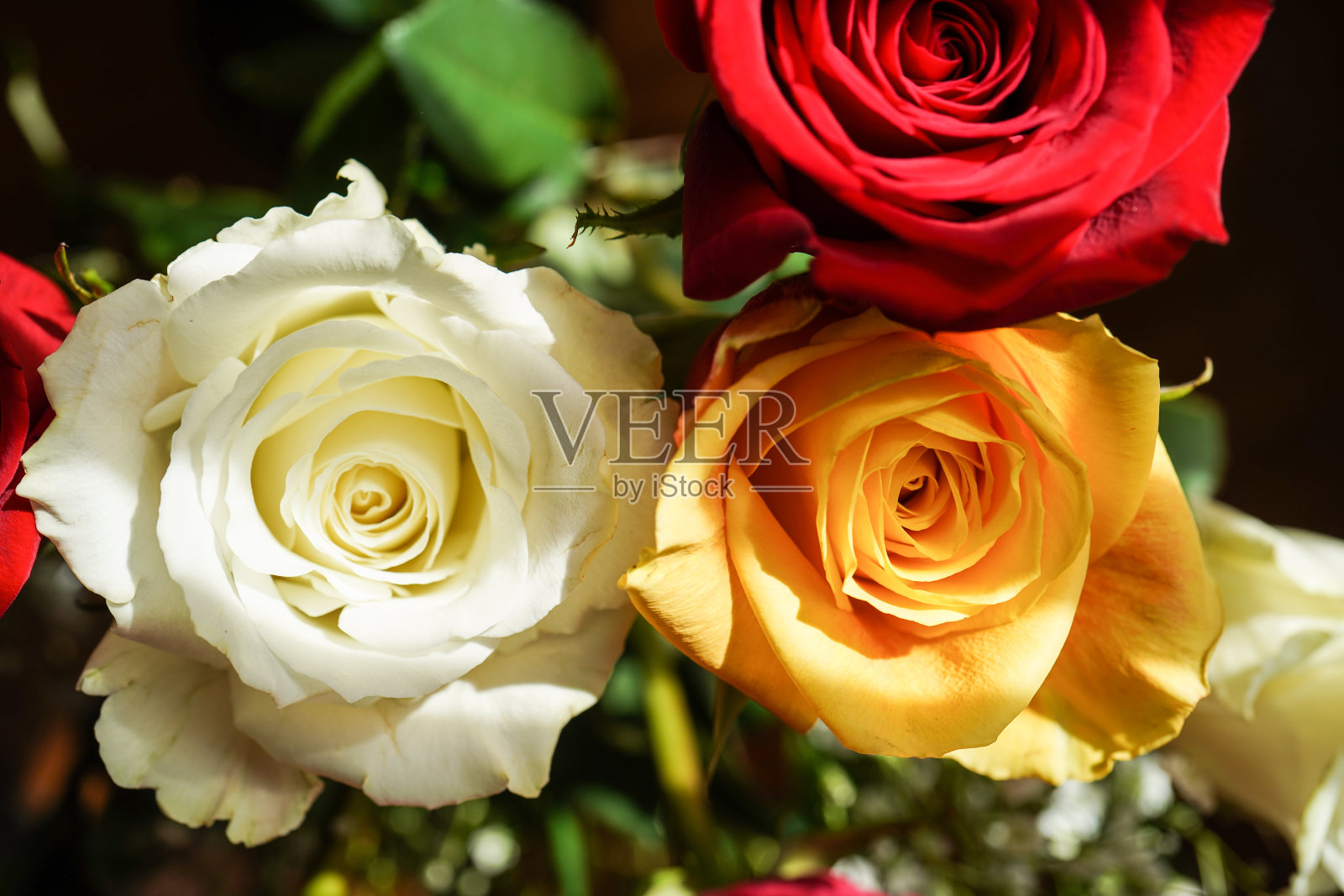 玫瑰花束,特写照片摄影图片