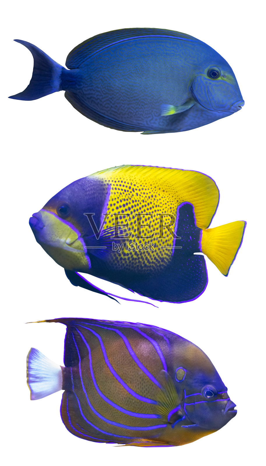 三条黄蓝相间的鱼被隔离在白色上照片摄影图片