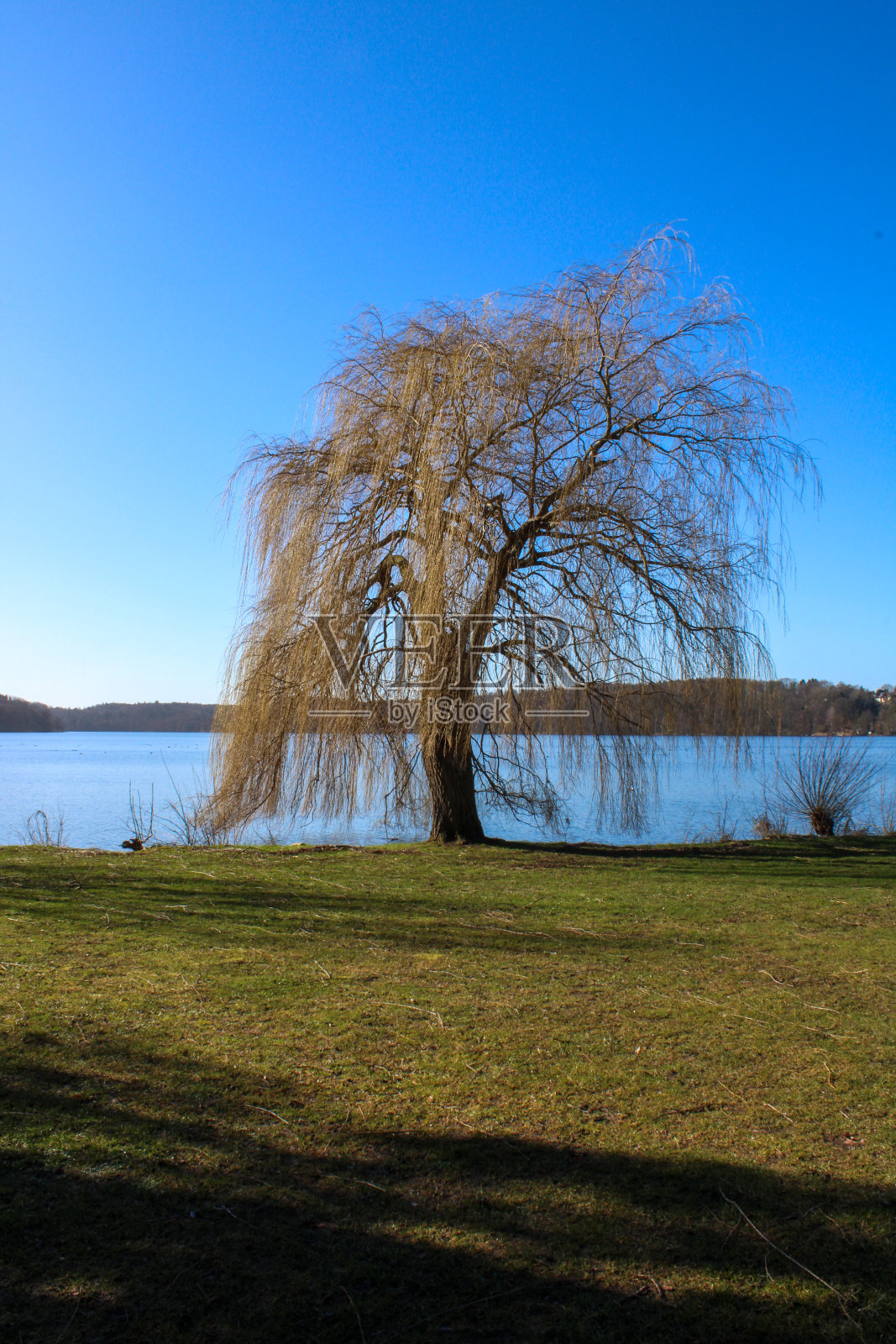 湖岸上垂柳照片摄影图片
