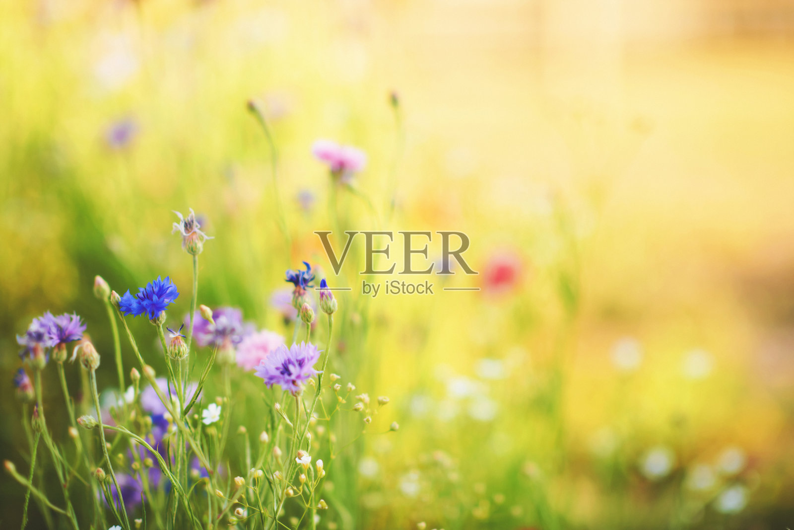 夏日明媚阳光下的野花背景照片摄影图片