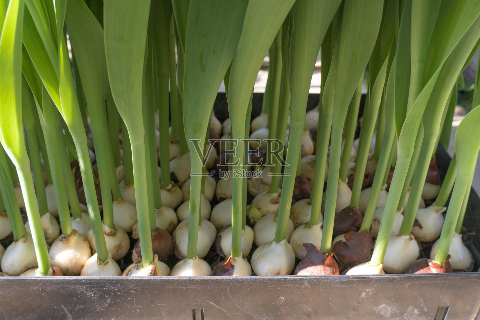 温室里的郁金香,郁金香球茎-工业花卉栽培照片摄影图片