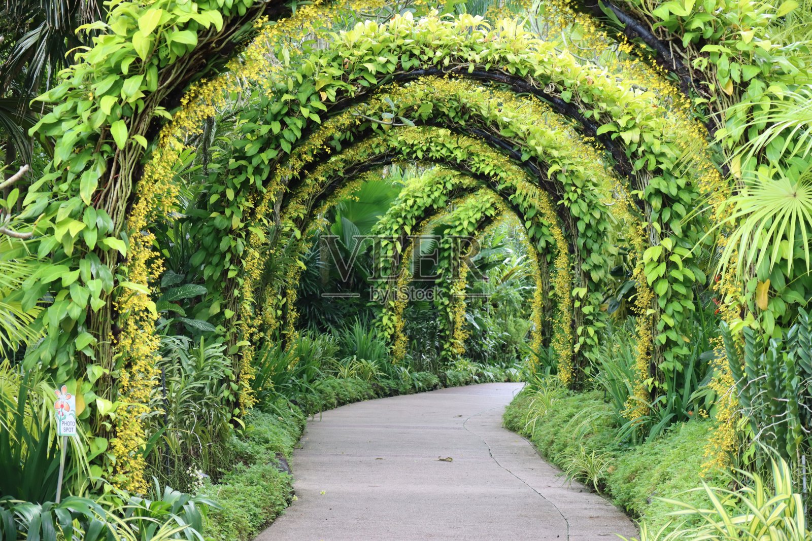 美丽而迷人的和平之路,树篱,路径射击照片摄影图片