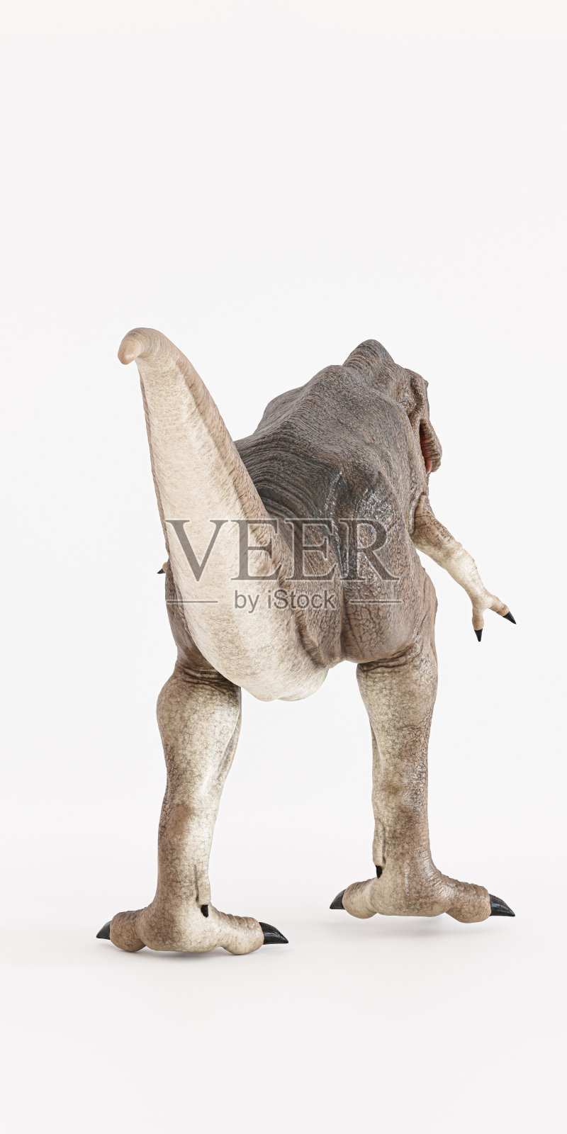 暴龙被孤立在白色背景上照片摄影图片