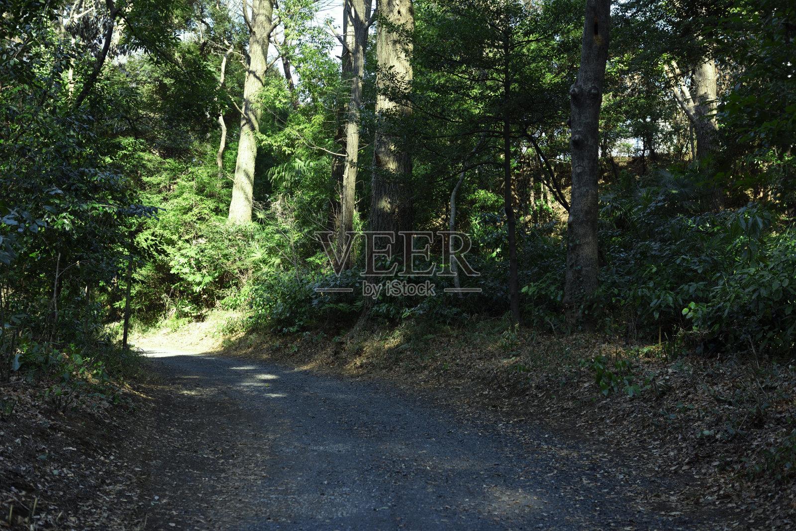 森林之路照片摄影图片