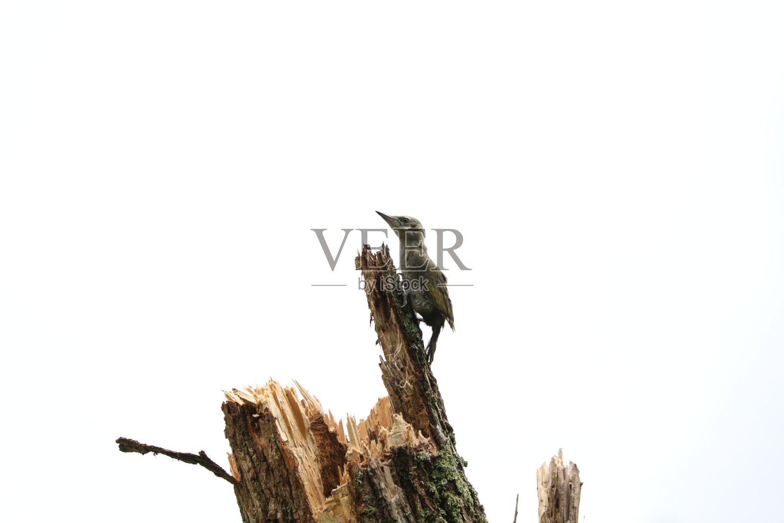 蓝色啄木鸟1.jpg照片摄影图片