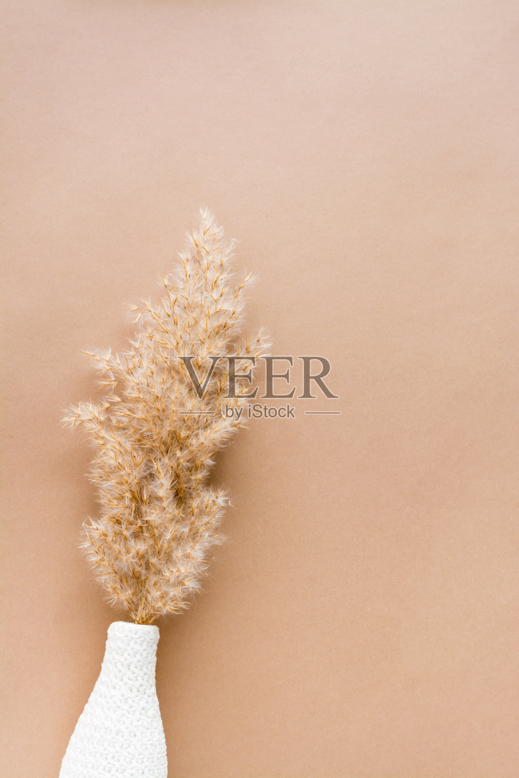 生态米色纹理背景从干燥的草在一个白色的花瓶纸板上的耳朵。柔和的色调照片摄影图片