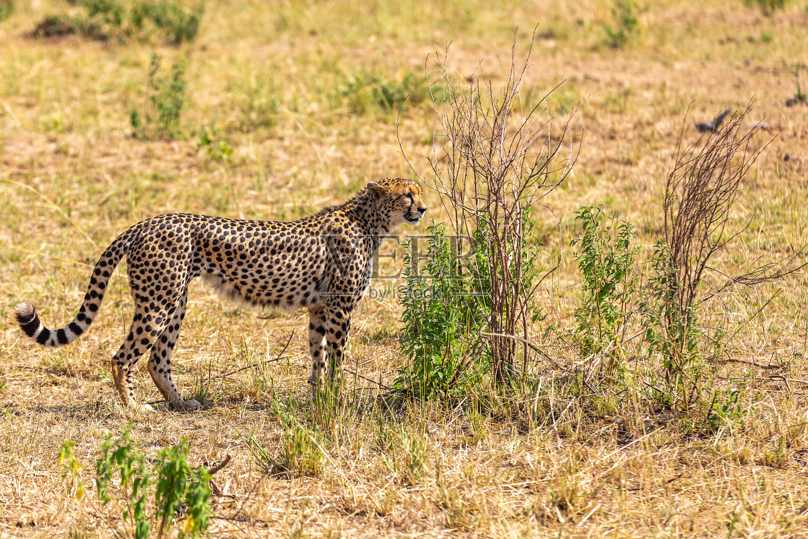 野生非洲猎豹照片摄影图片
