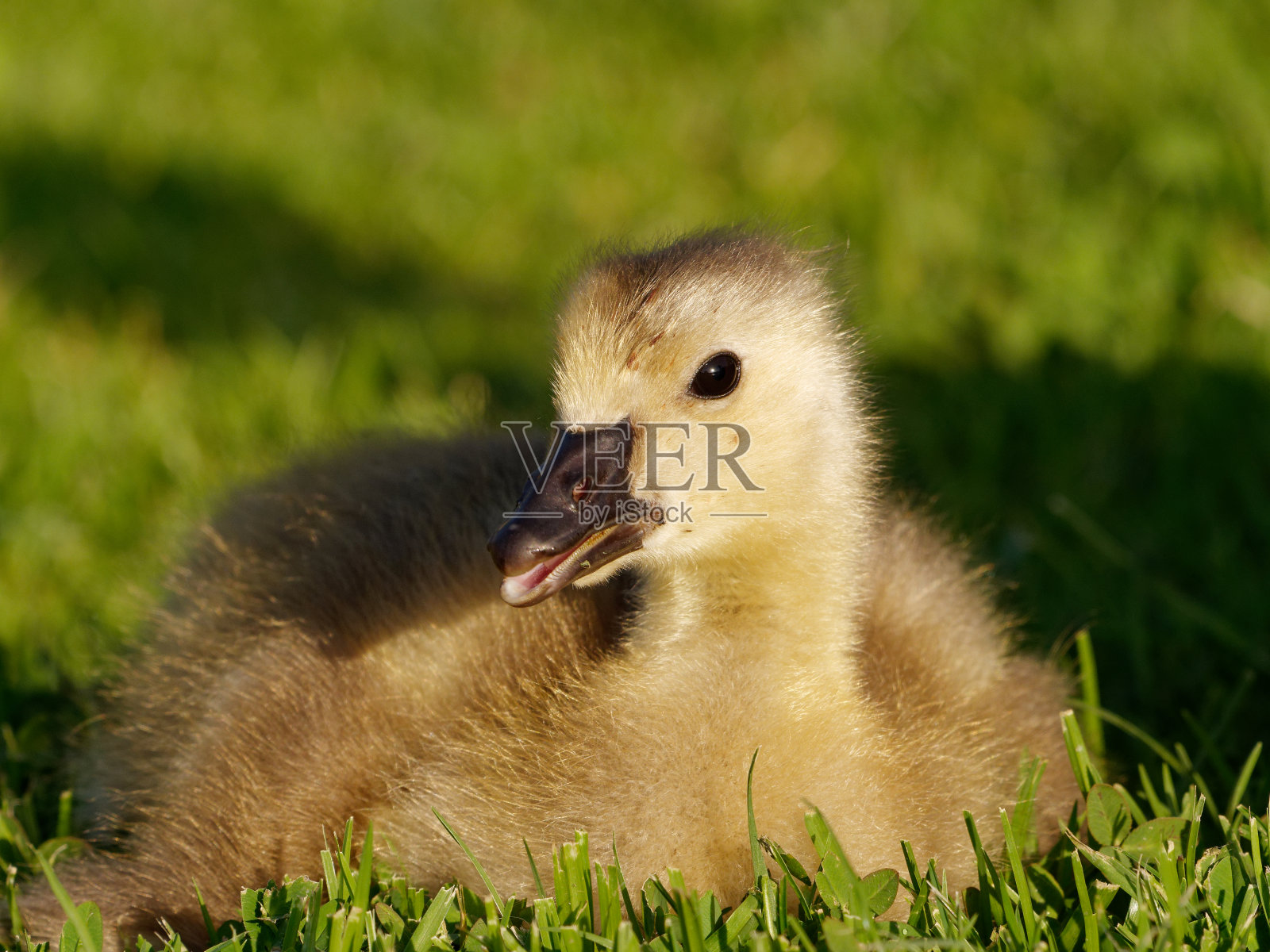 黑额黑雁高斯林照片摄影图片