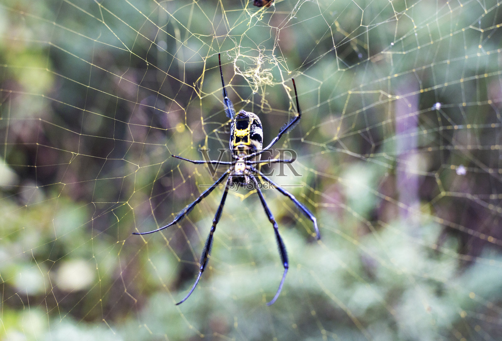 织网的金球蜘蛛照片摄影图片