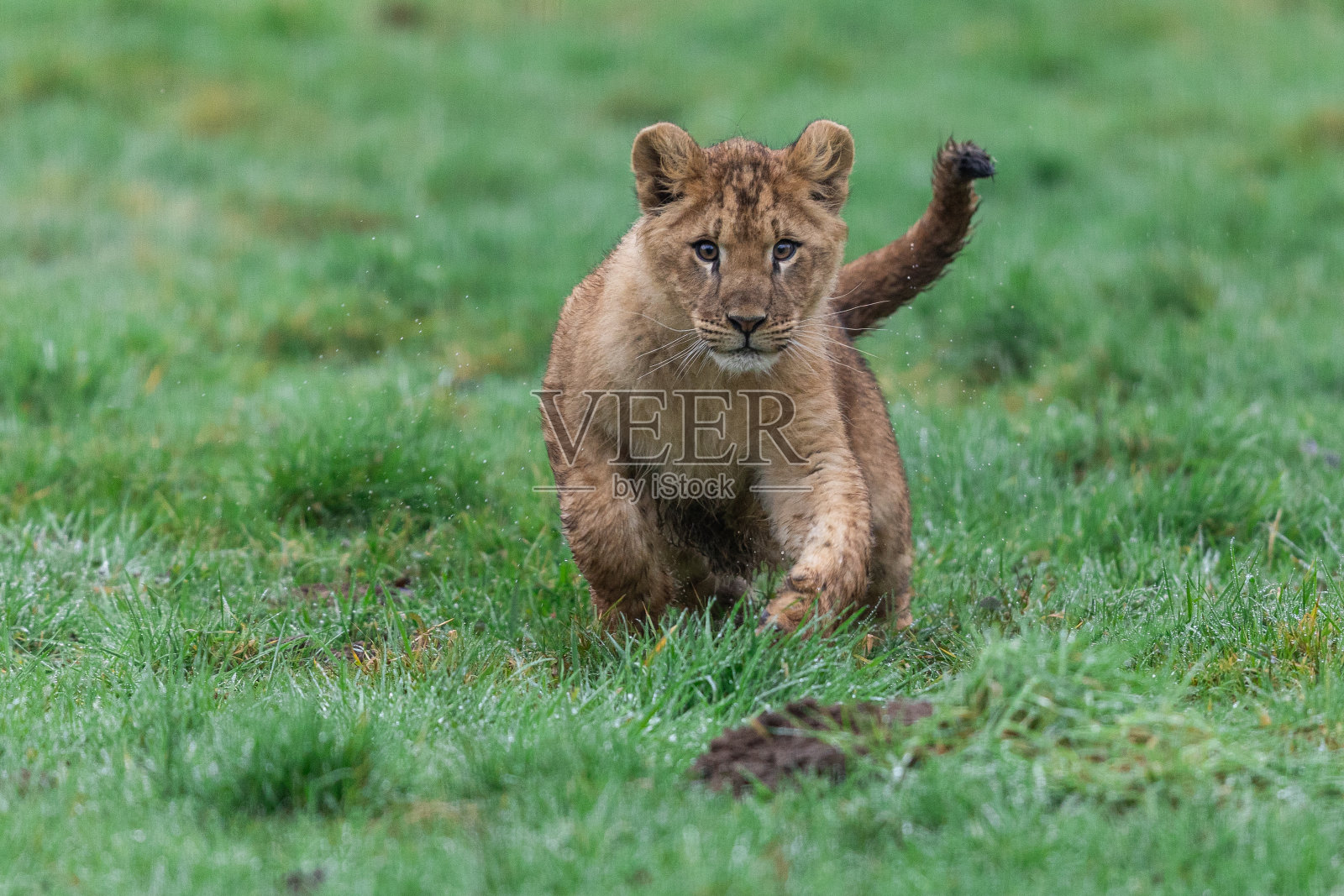 小狮子在岩石上玩耍照片摄影图片