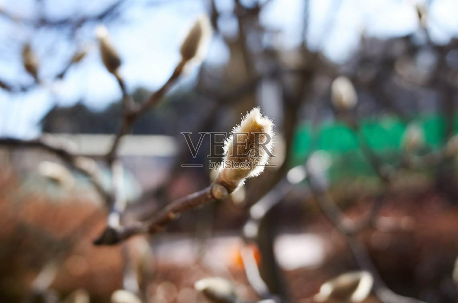 木兰花蕾照片摄影图片