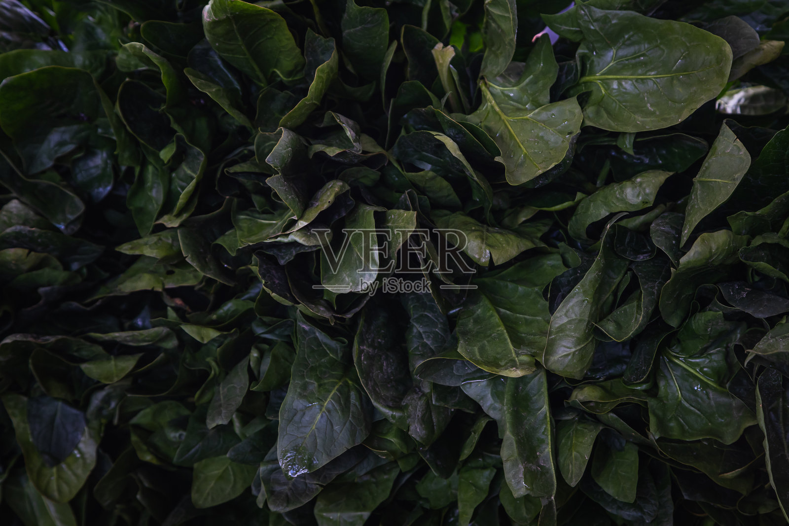 特写镜头照片摄影图片