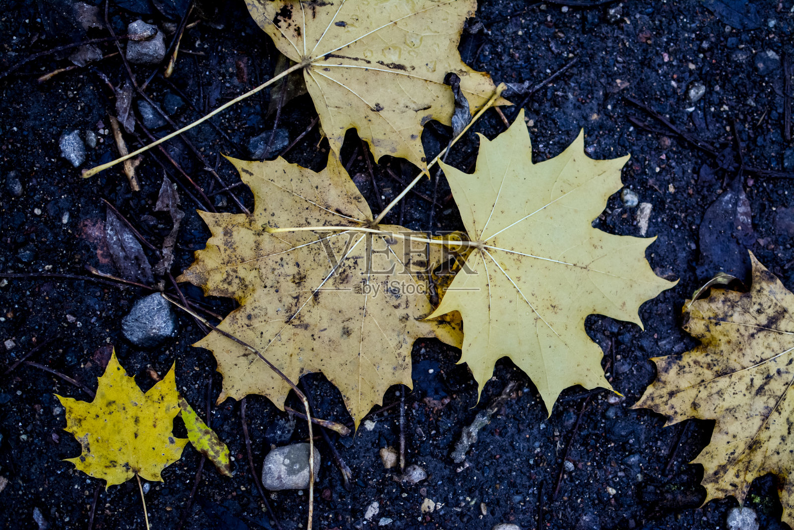 秋雨里的黄叶照片摄影图片