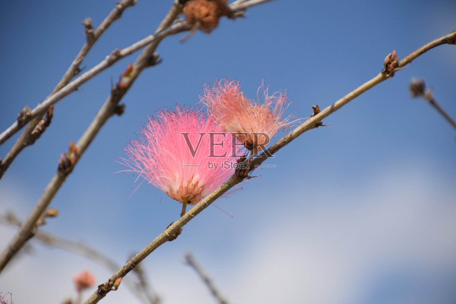 粉红色的花照片摄影图片