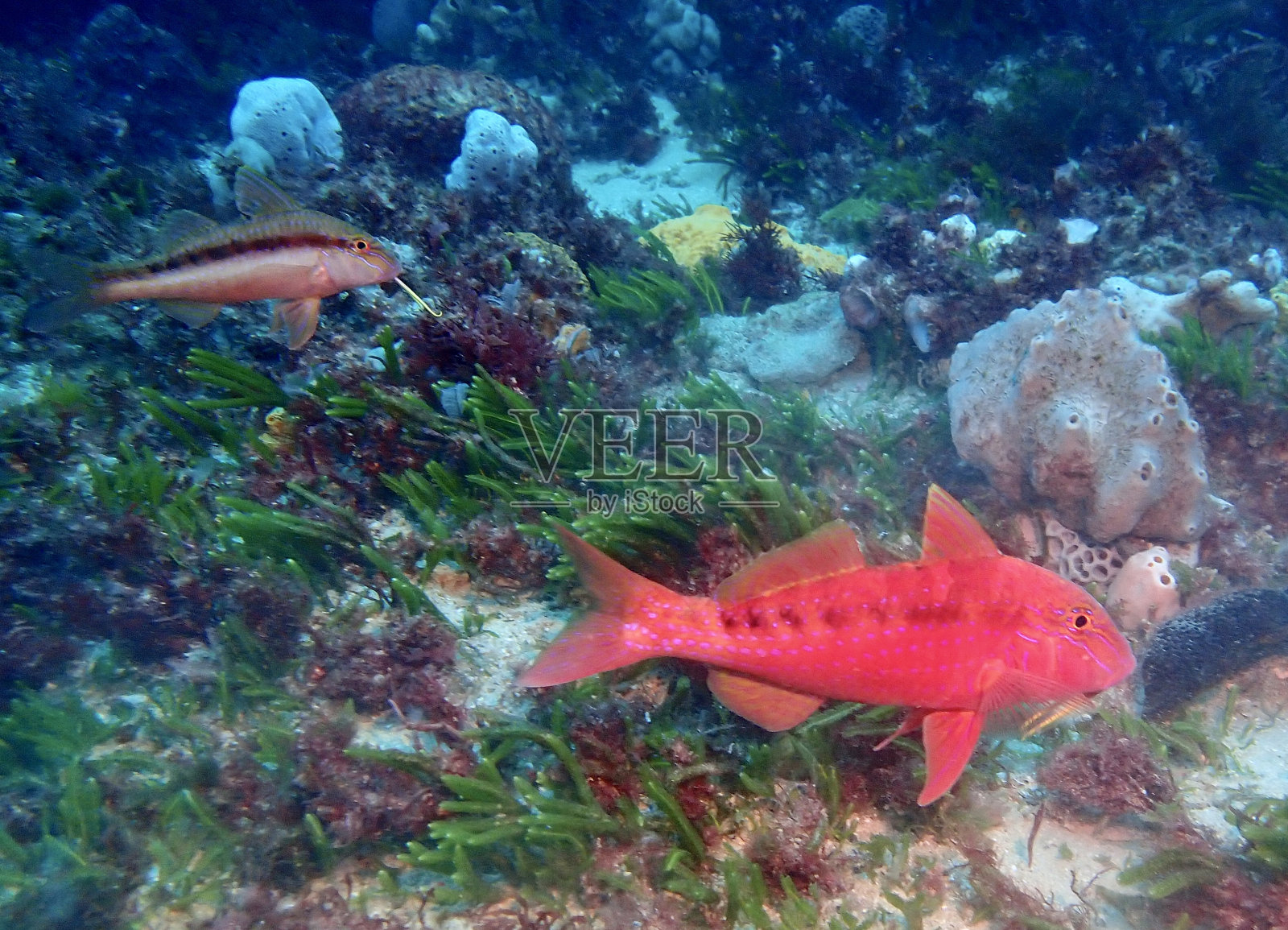 绯鲵鲣在海洋照片摄影图片