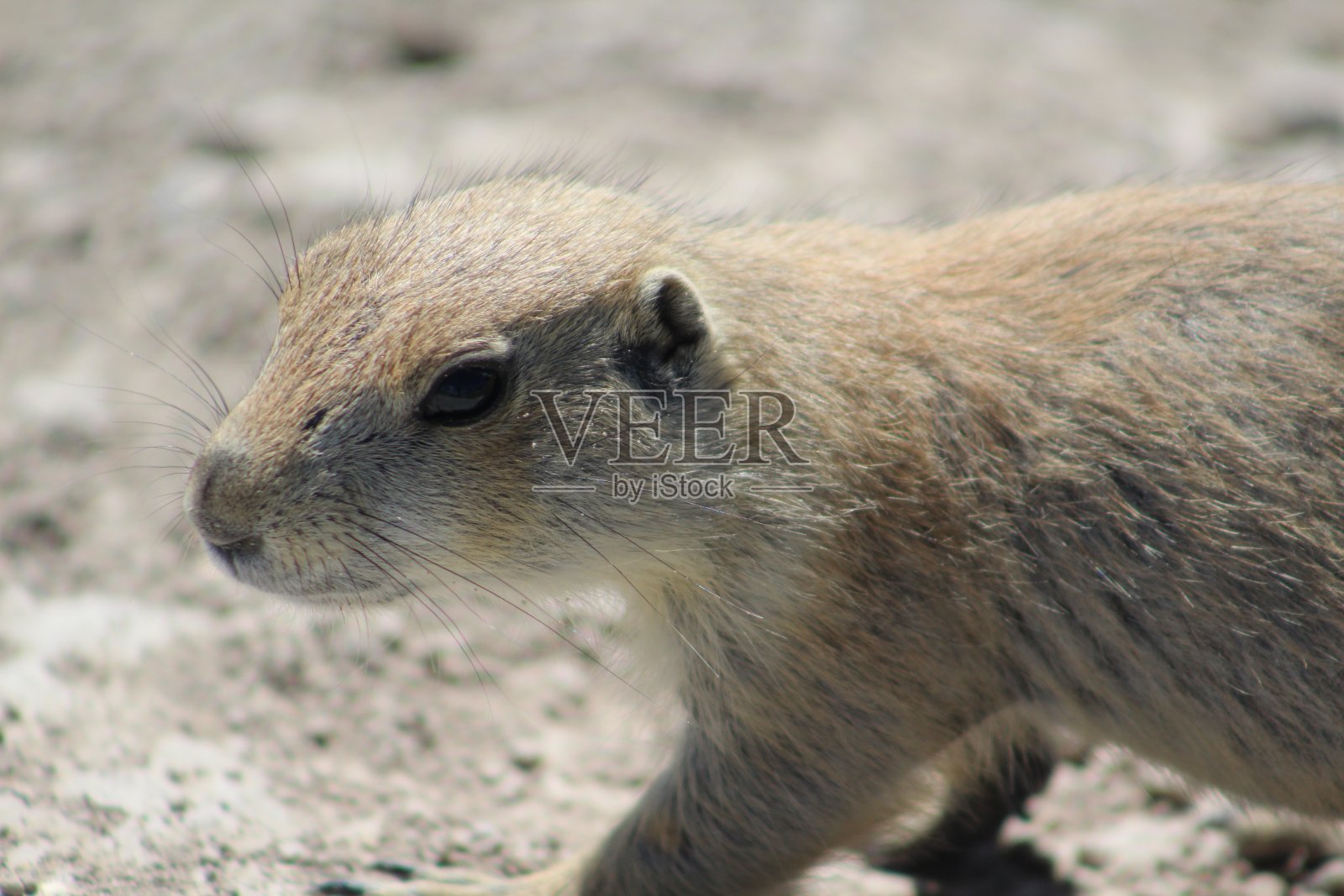 年轻的草原土拨鼠在散步照片摄影图片