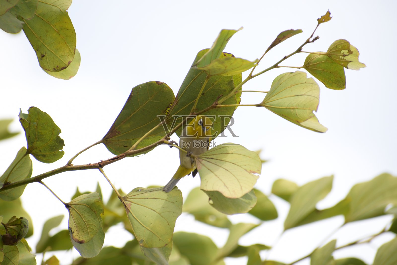 伪装麻雀照片摄影图片