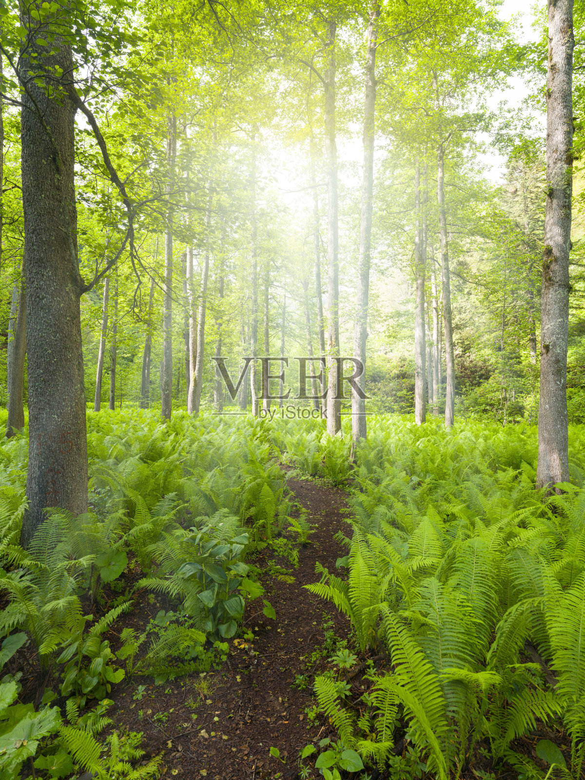 绿色森林中的森林小径照片摄影图片