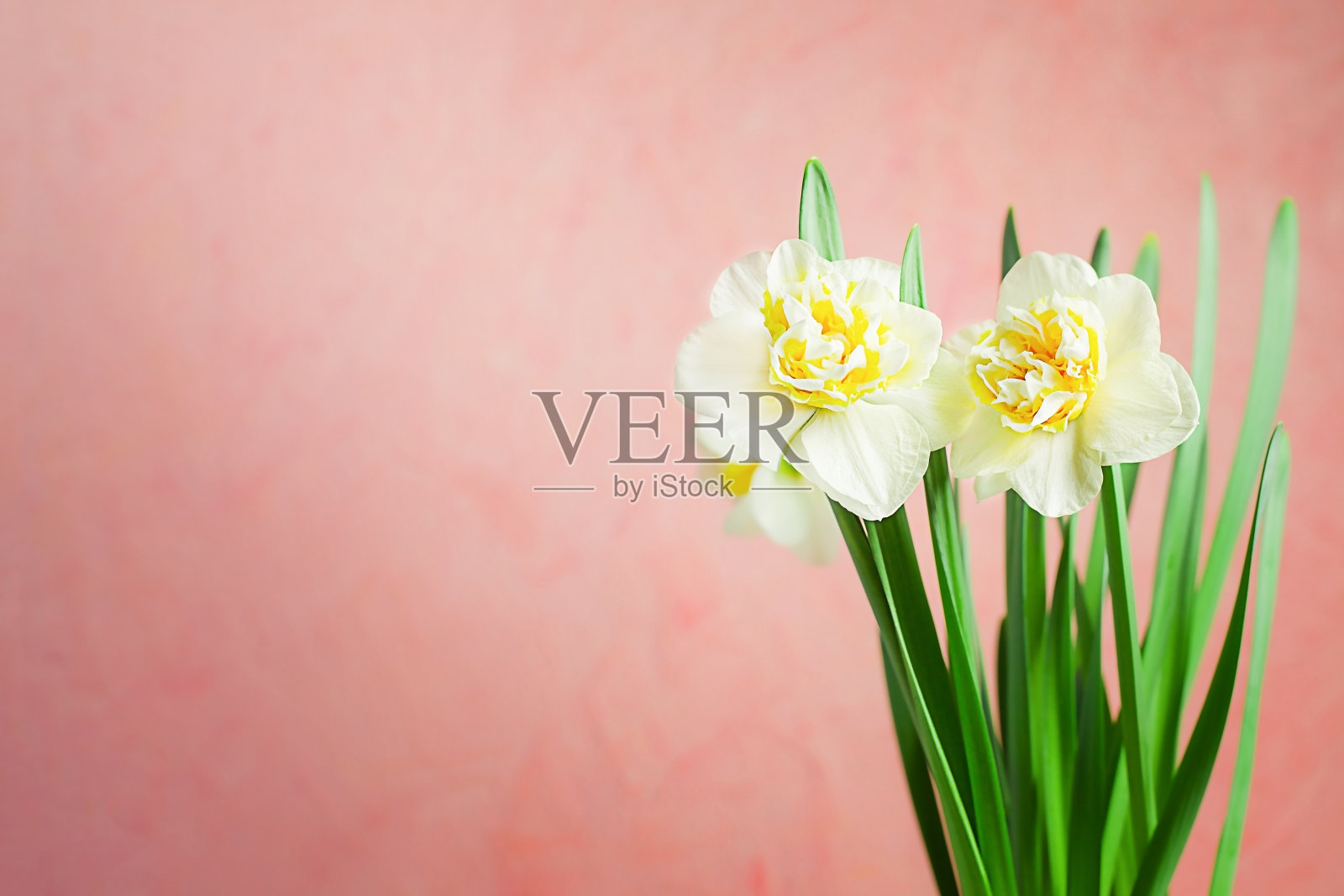 淡黄色的水仙花在粉红色的背景上。春天的花在柔软的选择性焦点。照片摄影图片